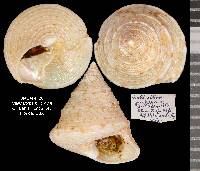 Calliostoma pulchrum image