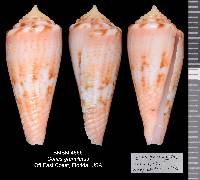 Conus granulatus image