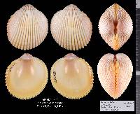 Dallocardia muricata image