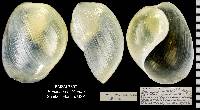 Haminoea antillarum image