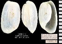 Haminoea succinea image