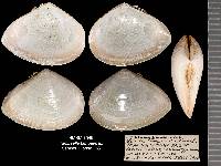 Tampaella tampaensis image