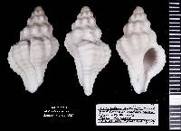 Calotrophon ostrearum image