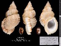 Bursa ranelloides image