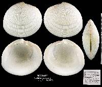 Codakia orbicularis image