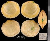 Phacoides pectinatus image