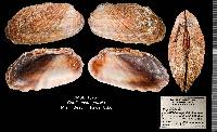 Carditamera gracilis image