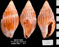 Parvanachis ostreicola image
