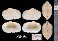 Arcopsis adamsi image