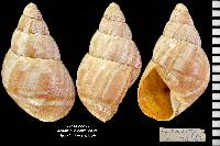 Achatinella hawaiiensis image