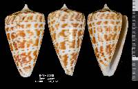 Conus spurius image
