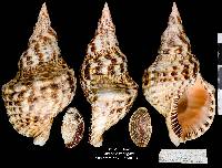 Charonia variegata image