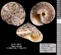 Agathistoma fasciatum image