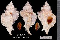 Favartia levicula image