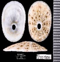 Lucapina adspersa image