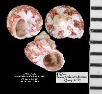 Pseudostomatella erythrocoma image