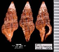 Dolicholatirus cayohuesonicus image
