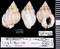 Nassarius paucicostatus image