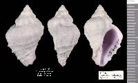 Coralliophila salebrosa image