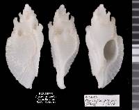 Pterotyphis pinnatus image