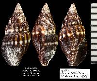 Vexillum moniliferum image