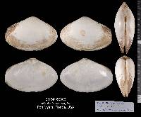 Mactrotoma fragilis image