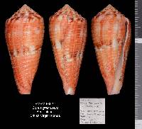 Conus granulatus image
