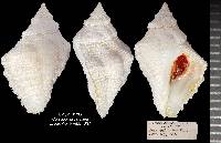 Coralliophila caribaea image