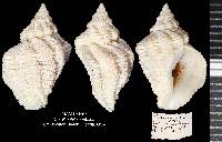 Coralliophila caribaea image
