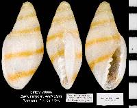 Dentimargo aureocinctus image