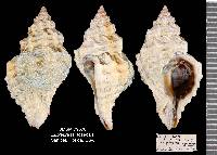 Urosalpinx tampaensis image