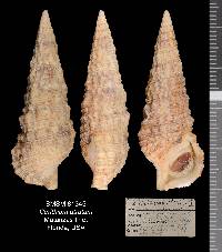 Cerithium atratum image