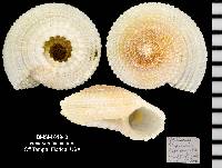 Heliacus bisulcatus image