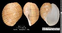 Hydatina vesicaria image