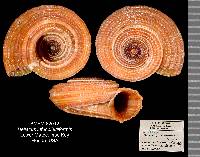 Heliacus infundibuliformis image