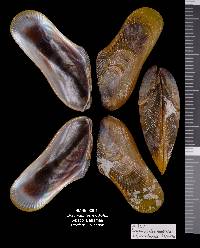 Brachidontes modiolus image