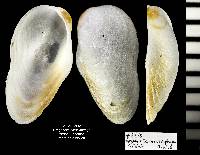 Gregariella coralliophaga image