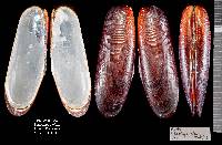 Lithophaga nigra image