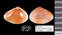 Ervilia concentrica image