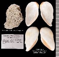 Gregariella coralliophaga image