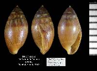 Melampus bullaoides image