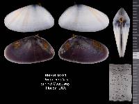 Donax variabilis image