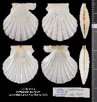 Antillipecten antillarum image