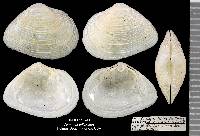 Cumingia tellinoides image