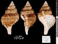 Monoplex parthenopeus image