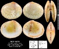 Semele purpurascens image