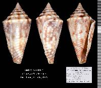 Conus stearnsii image