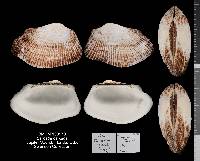 Barbatia candida image