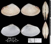 Mactrotoma fragilis image
