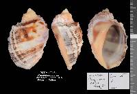 Plicopurpura patula image